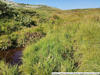 02_grassland